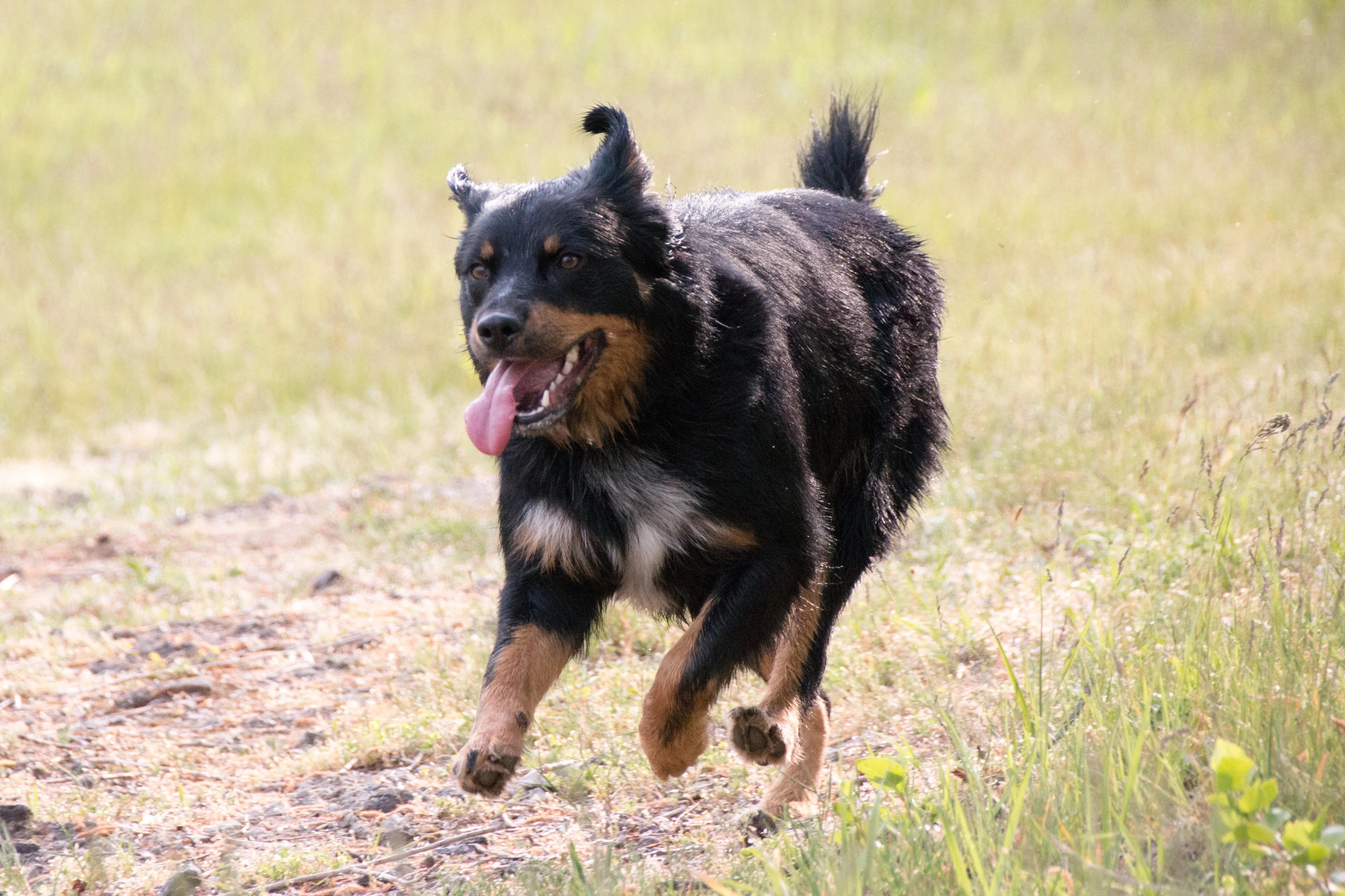German Shepherd Rottweiler Mixed Dog Breed Pictures, Characteristics, &  Facts