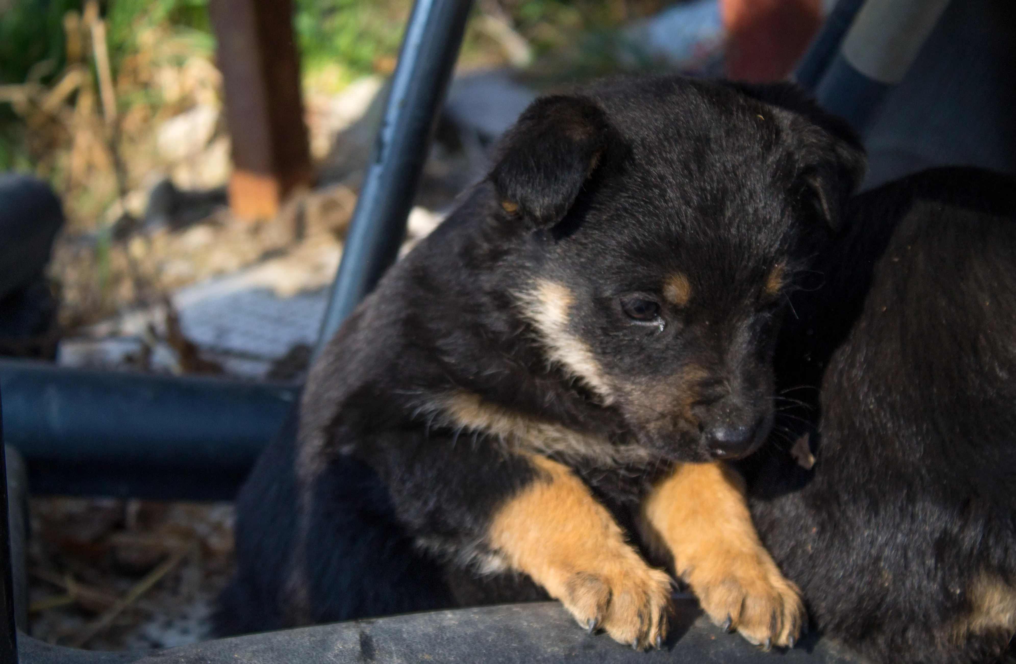 German Shepherd Rottweiler Mixed Dog Breed Pictures
