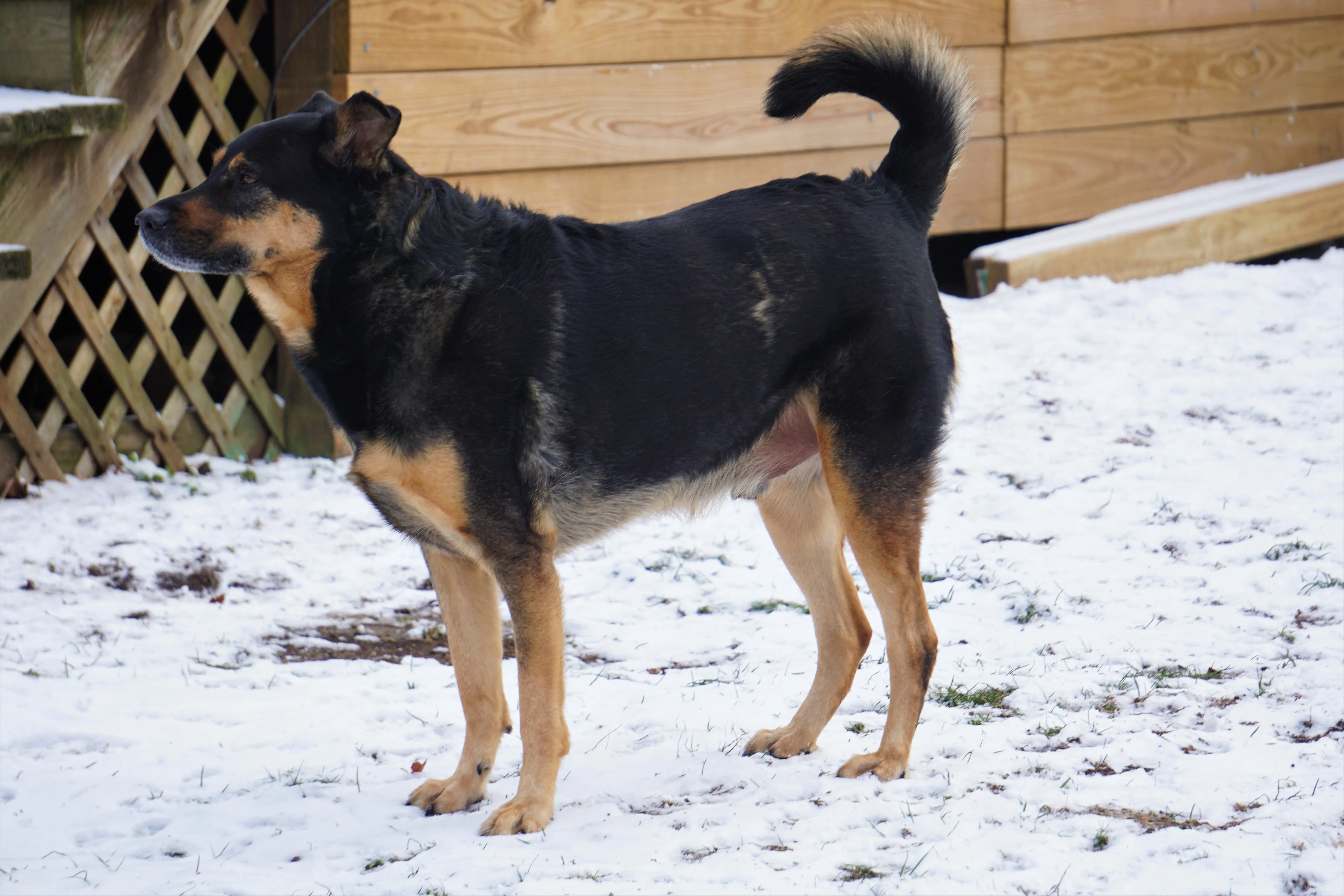 German Shepherd Rottweiler Mixed Dog Breed Pictures