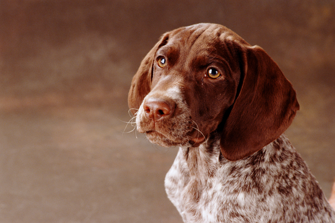 can german shorthaired pointers be left alone
