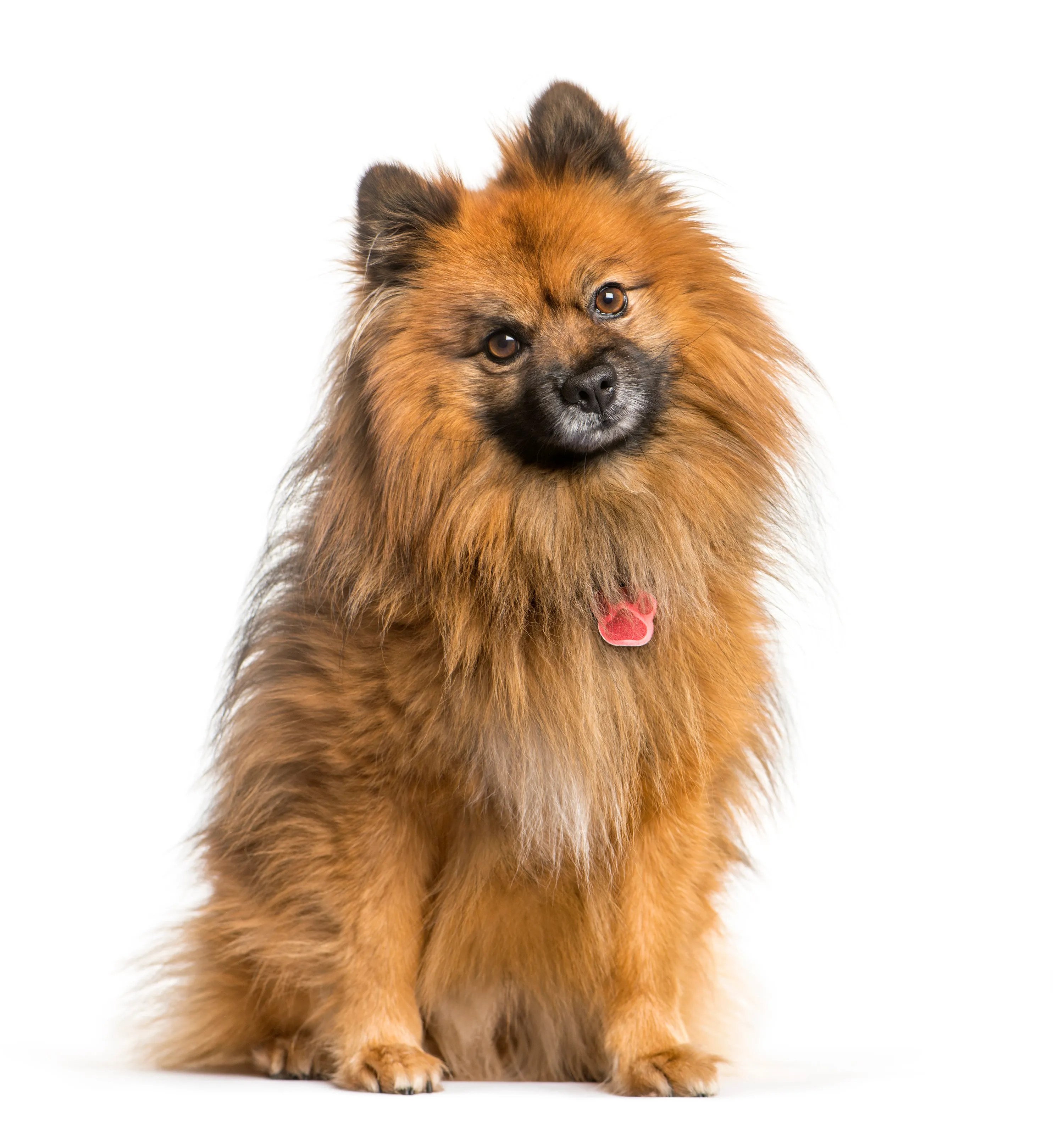 Standard German Spitz