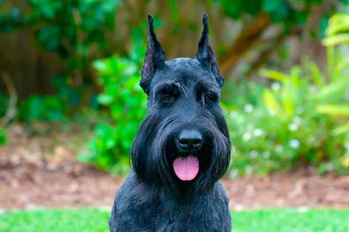 Giant Schnauzer Dog Breed Information, Pictures, Characteristics ...