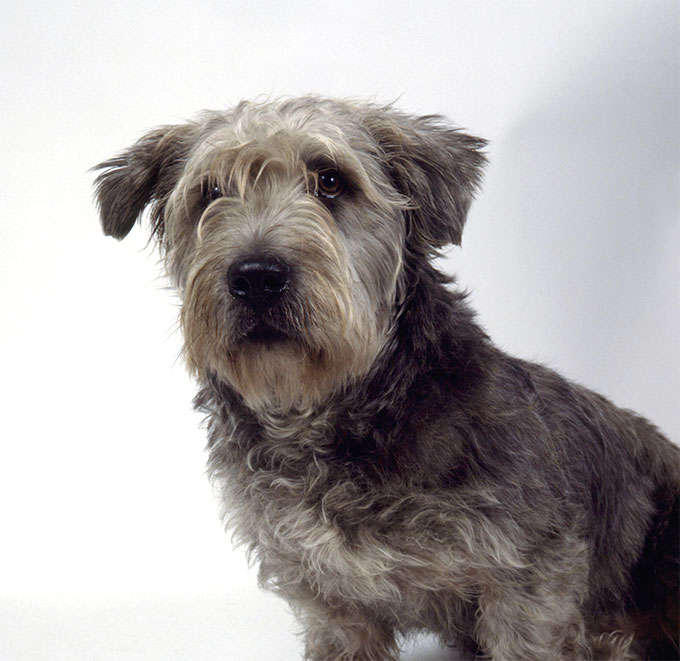 are glen of imaal terrier hypoallergenic