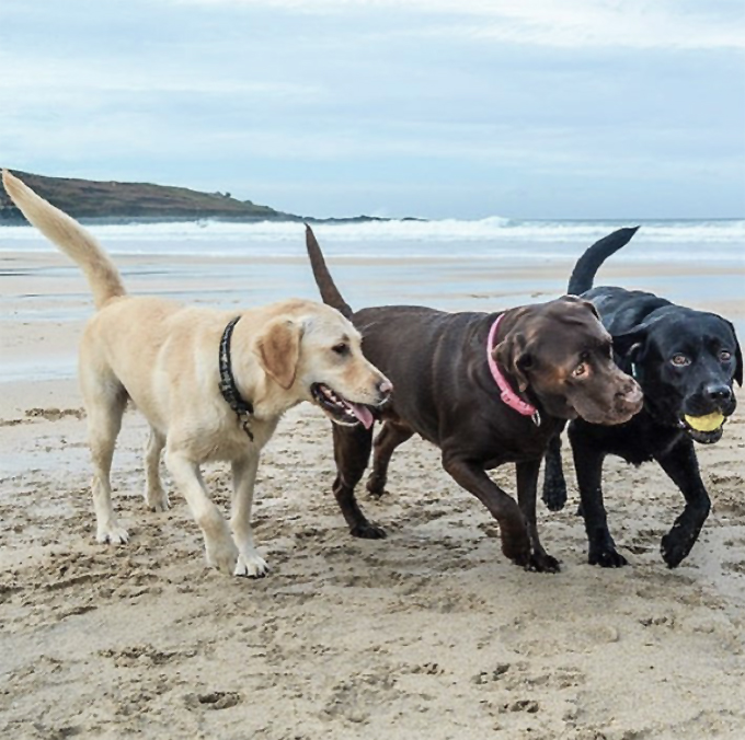 Canis Aqua - Gol, mestizo Pastor Inglés-Labrador! 💙