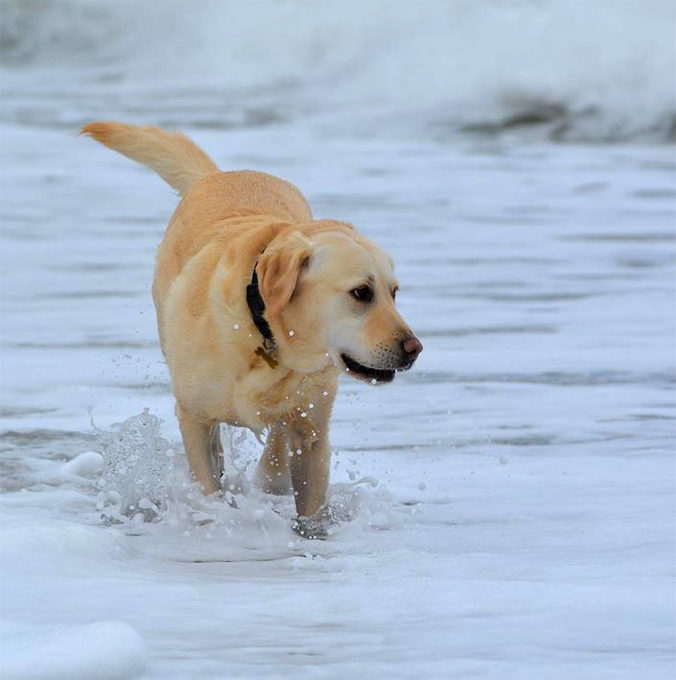 Canis Aqua - Gol, mestizo Pastor Inglés-Labrador! 💙