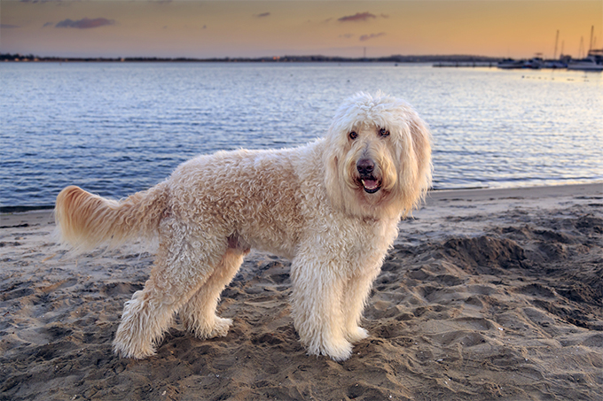 Goldendoodle Dog Breed Information, Pictures, Characteristics & Facts ...