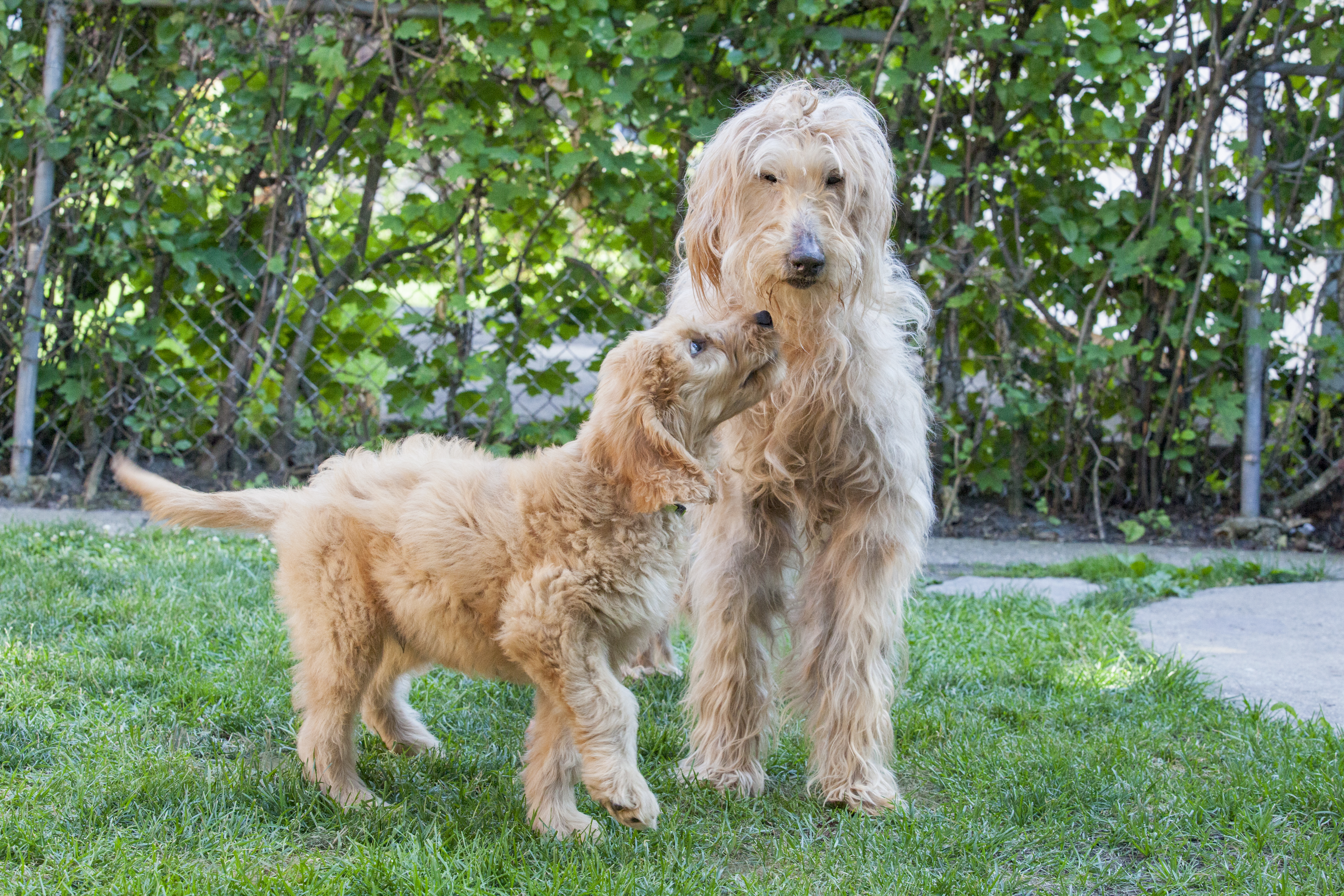 Playing Goldenddoodle Puppies