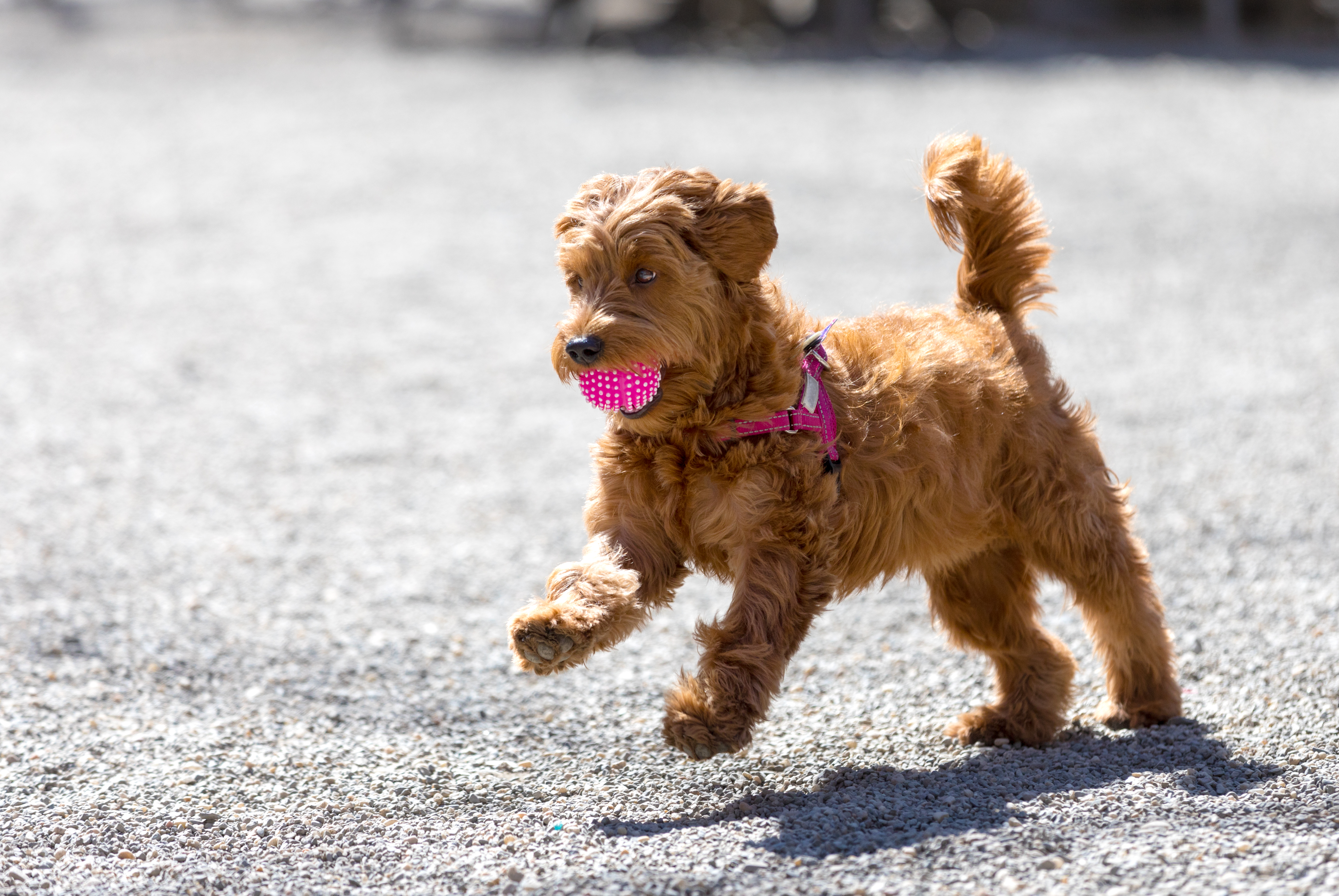 Young miniature golen doodle playing fetch in a dog park