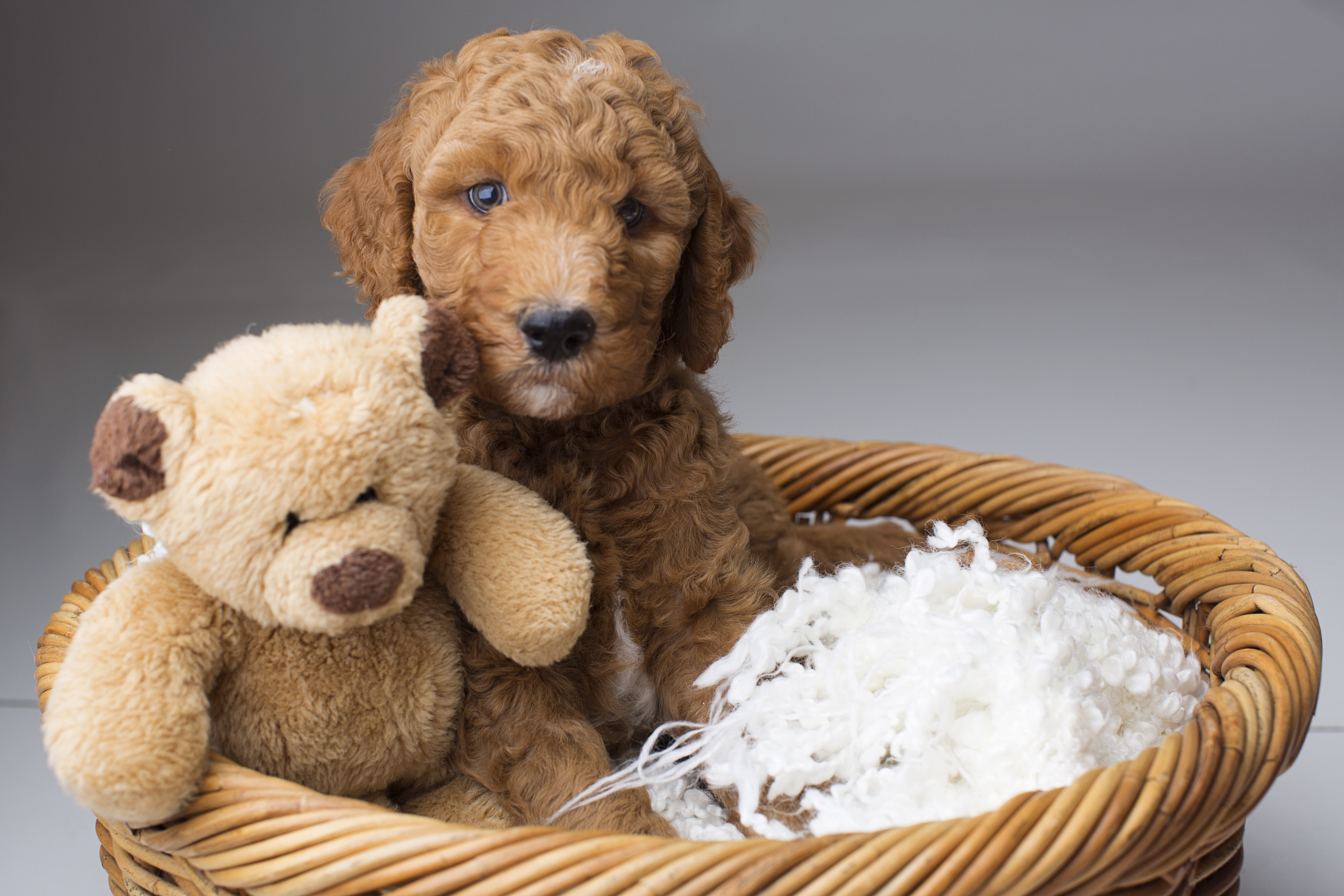 Goldendoodle Puppy with his Teddy Bear in a basket.