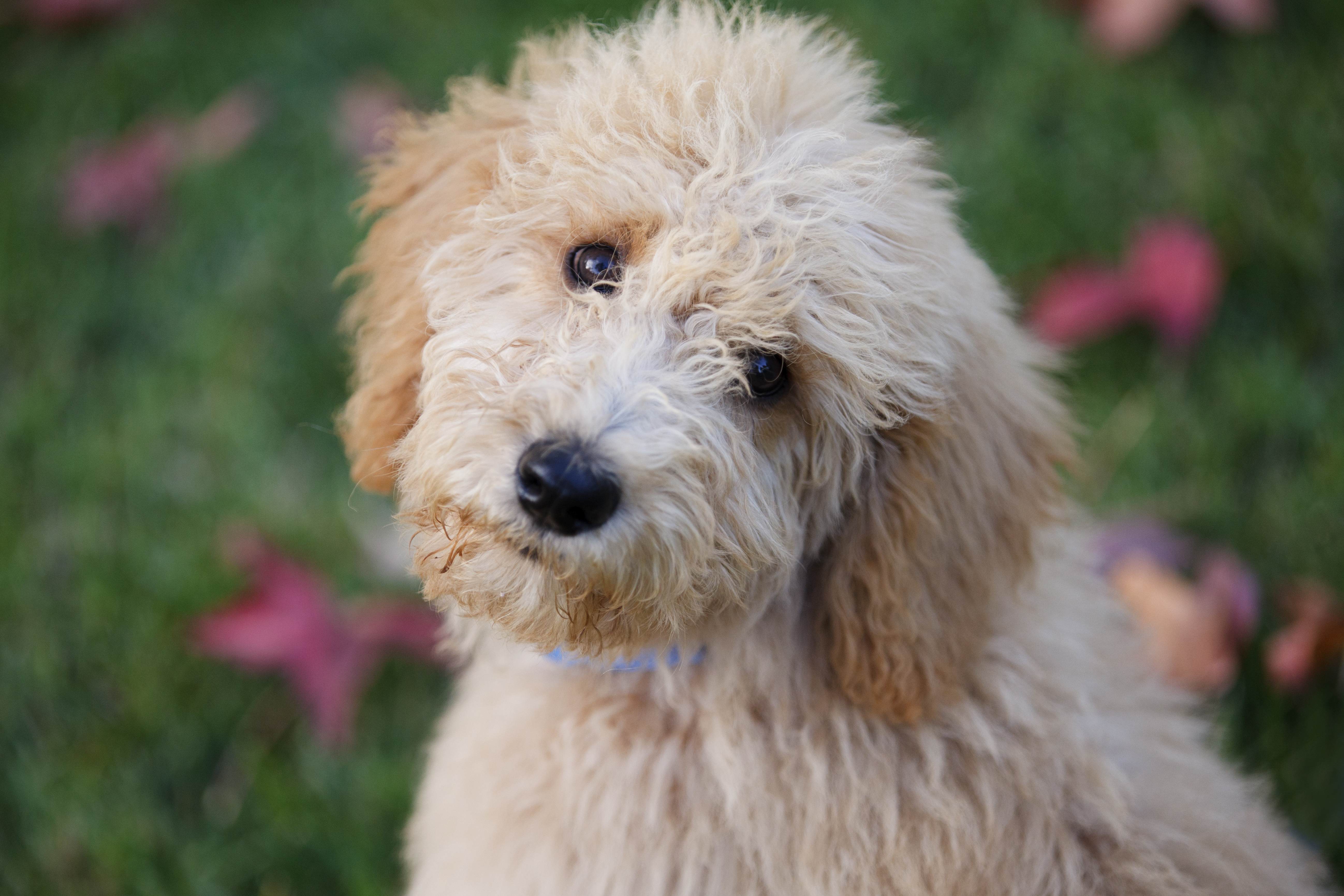 Close-up of cute Goldendoodle puppy face