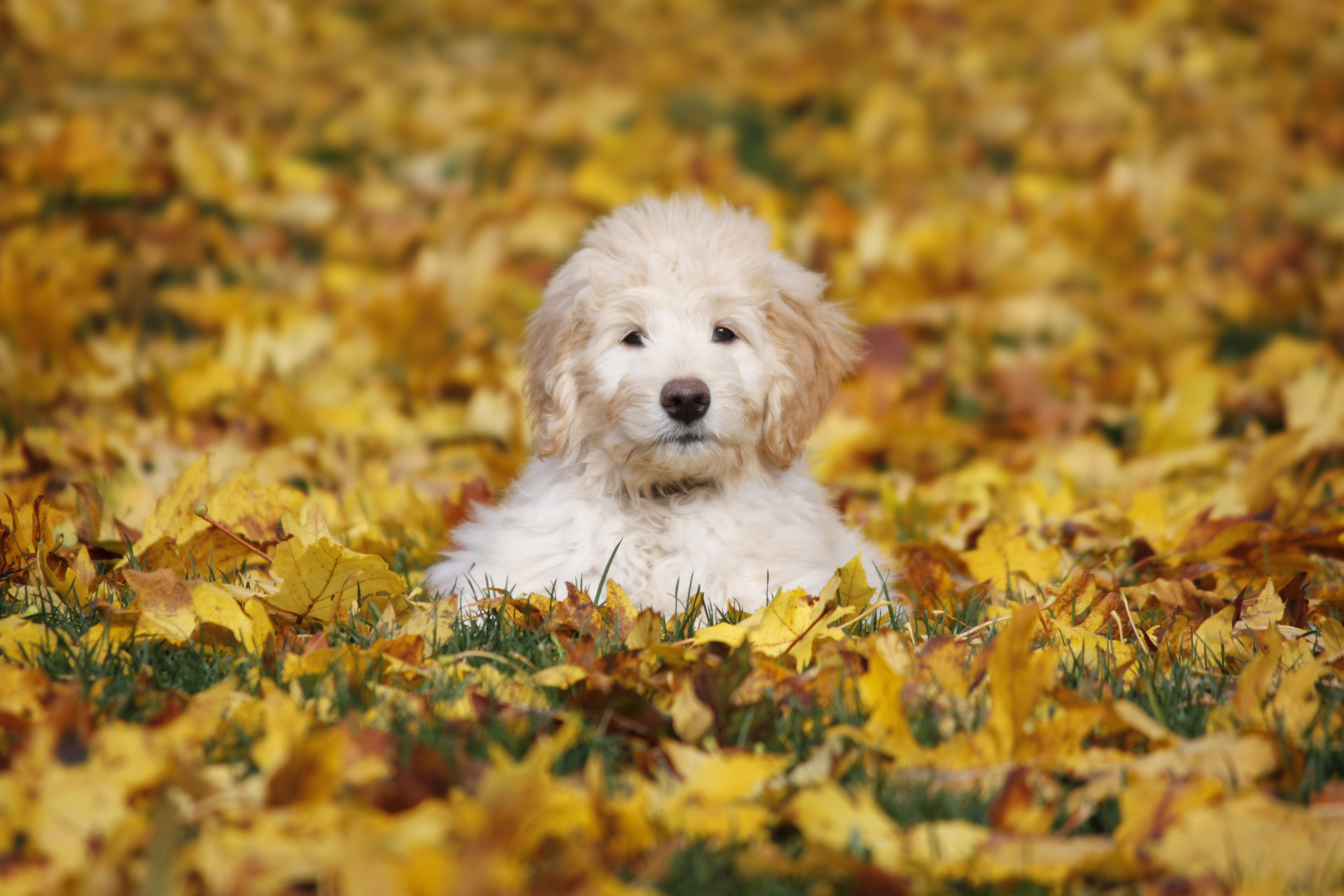 Goldendoodle Puppy sitting in Fall leaves.