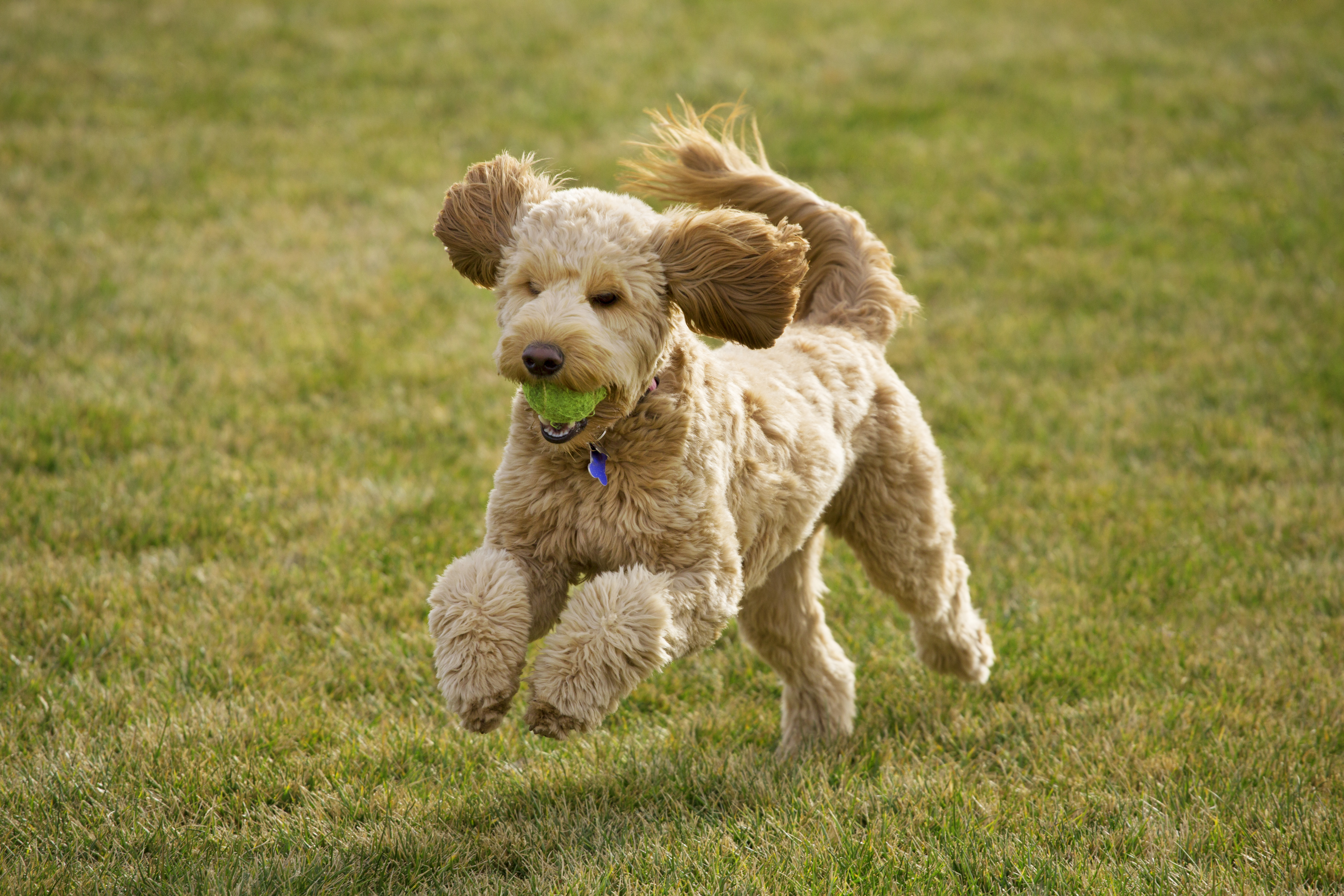 A cute goldendoodle dog runs across a grassy lawn with a ball.