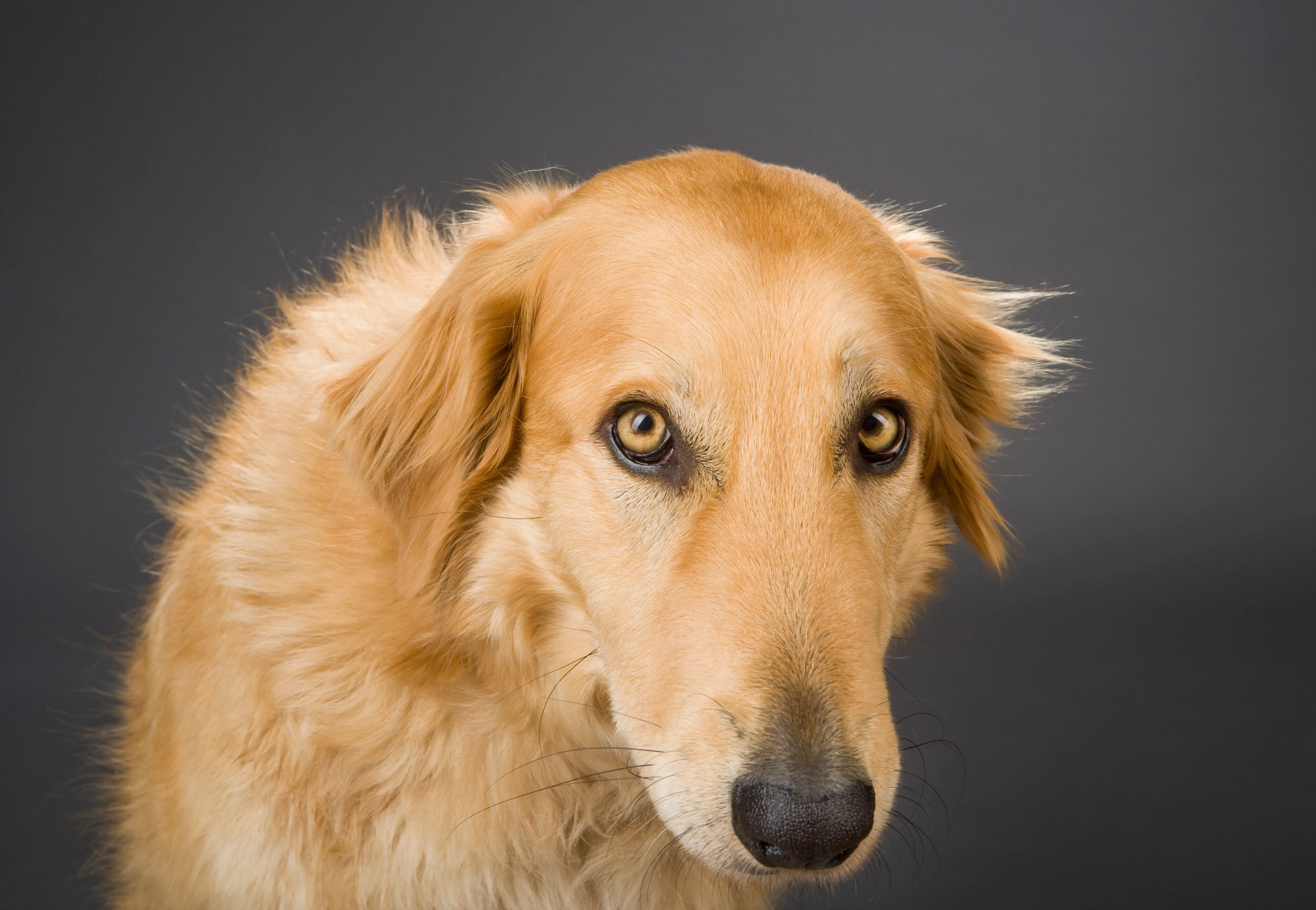 Collie best sale retriever cross