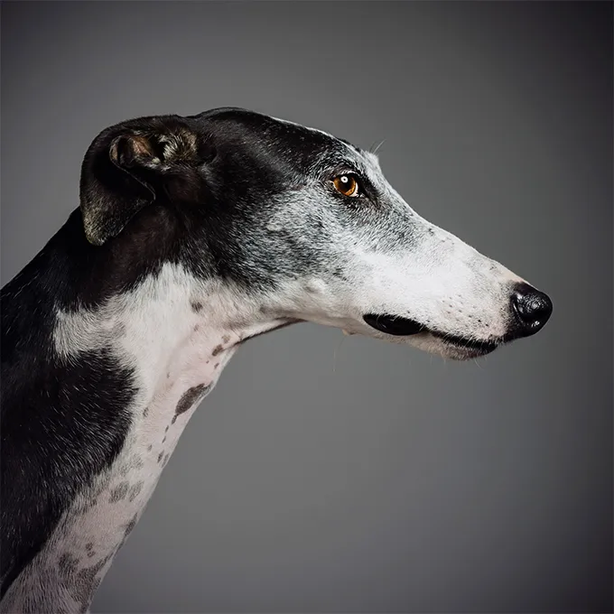 Greyhound Dog Breed Information, Pictures, Characteristics & Facts ...