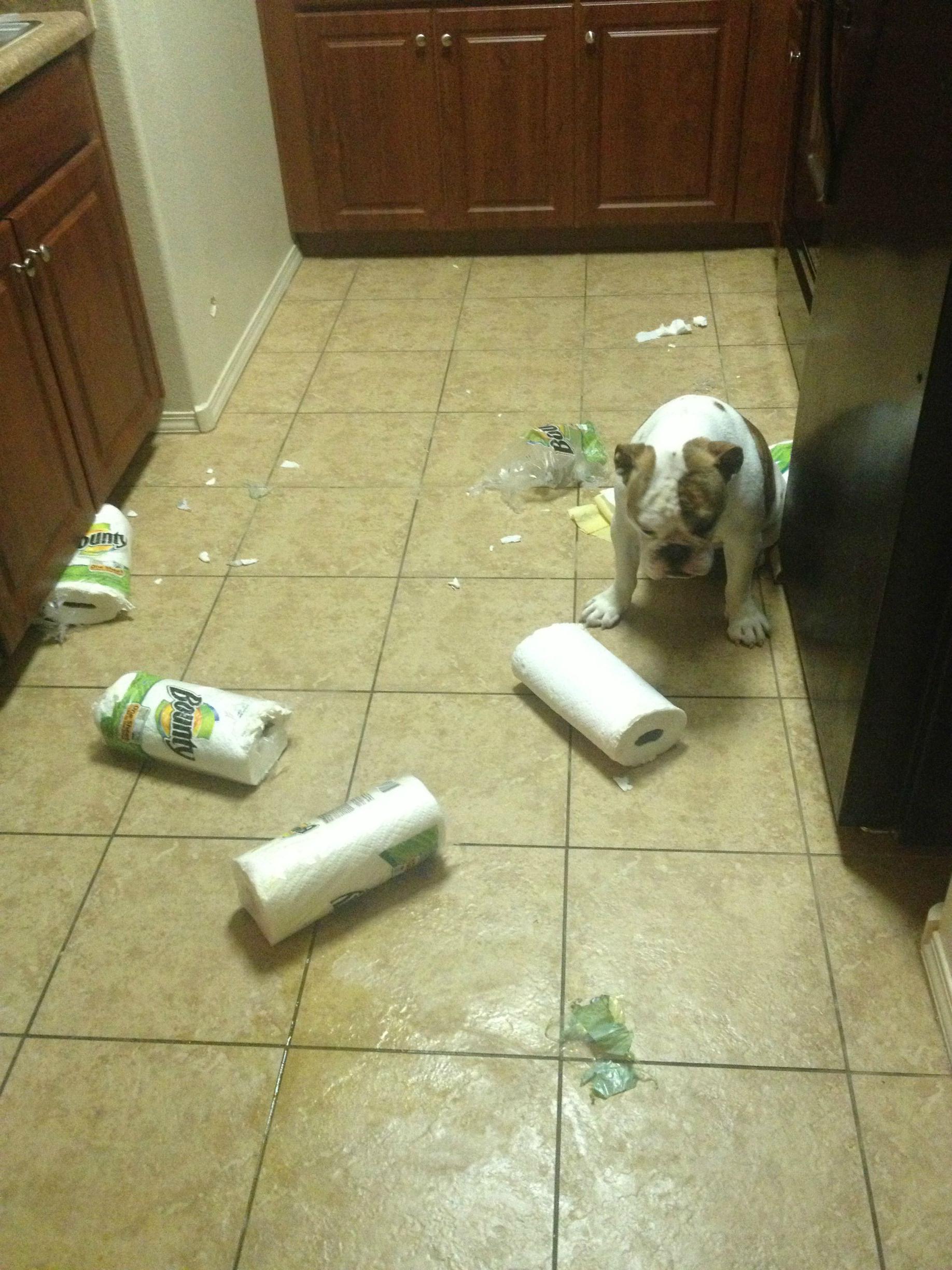 At least there are paper towels to clean it up.