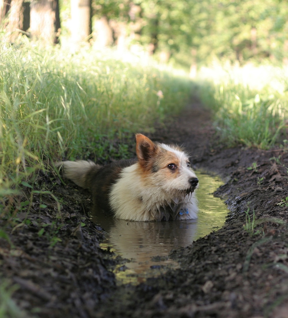 It was an accident. I swear I didn't see the puddle.