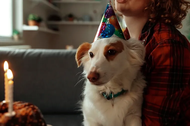 Celebrations all round for our favorite canine friend! I hope you have the most special day planned and enjoy all your time with your cutie patootie.