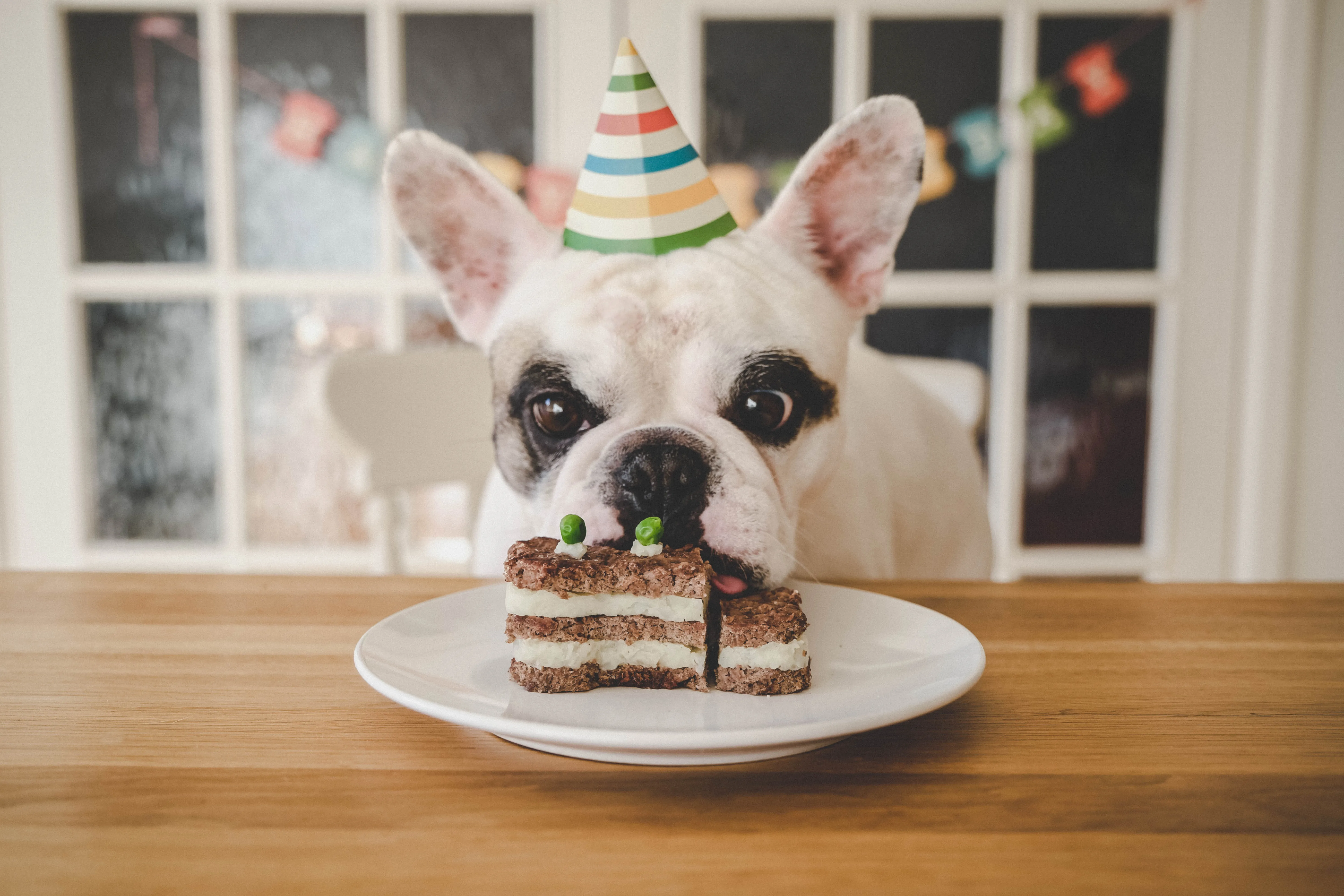 I think today you should organize a sur-paws party for your little friend! Get that tail wagging with treats leading to a muddy puddle and a birthday crown!