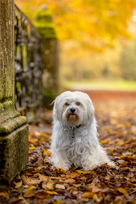 are havanese aggressive