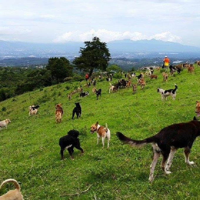 “Land of the Strays” Is An Outdoor Sanctuary For Adoptable Dogs In Costa Rica