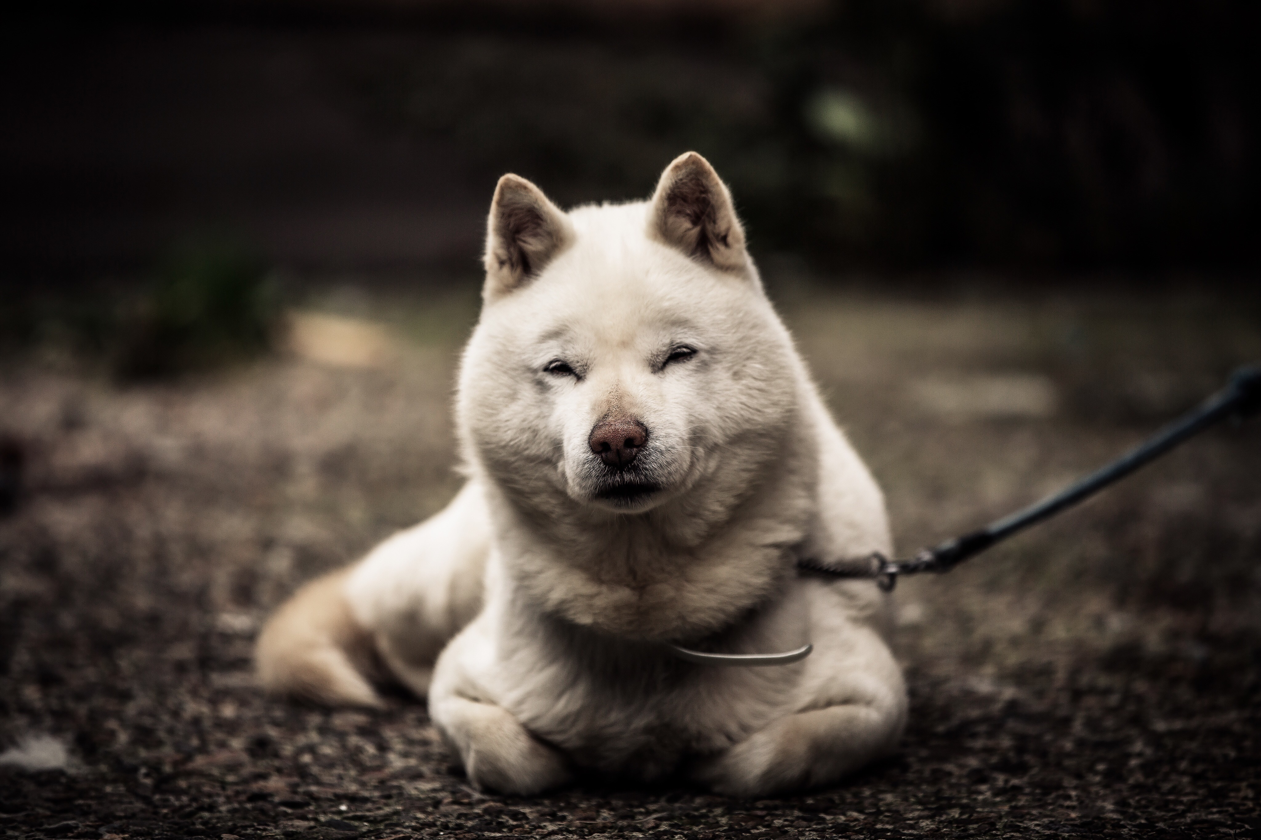 Hokkaido Dog Breed Pictures