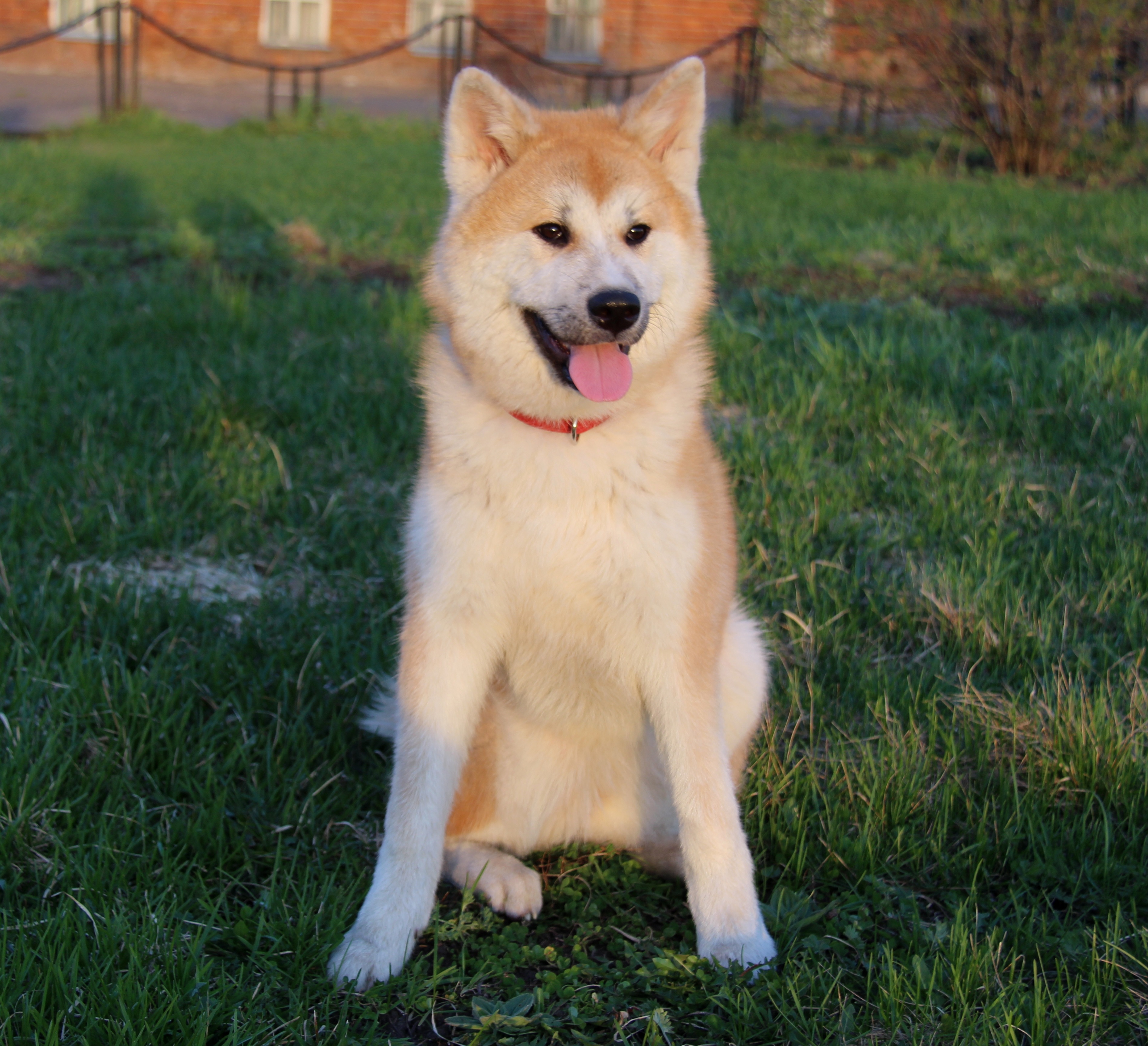 brown dog with his tongue outside 