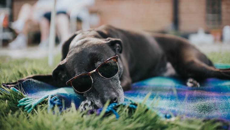 Dr. Kurt's Top 3 Summer Safety Tips For Dogs