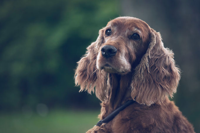 Irish Setter Dog Breed Information, Pictures, Characteristics & Facts ...