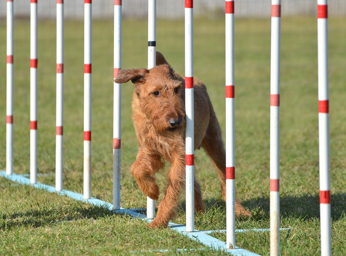 Irish Terrier Dogs And Puppies