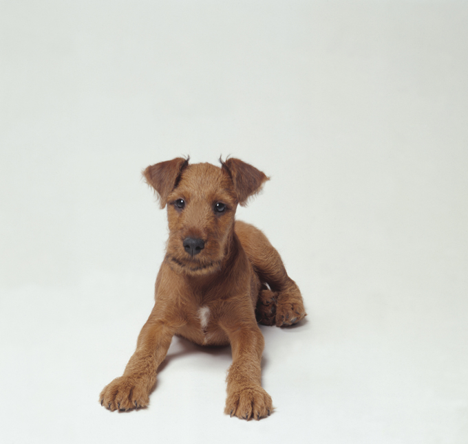 Irish Terrier Dogs And Puppies