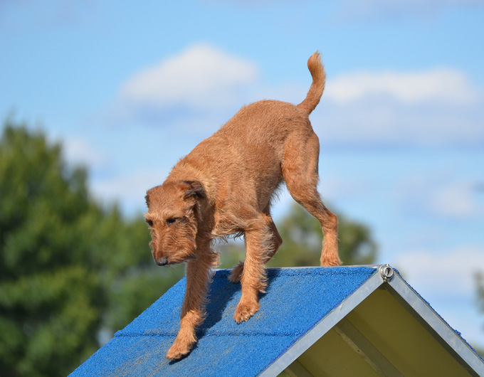 Irish Terrier Dogs And Puppies