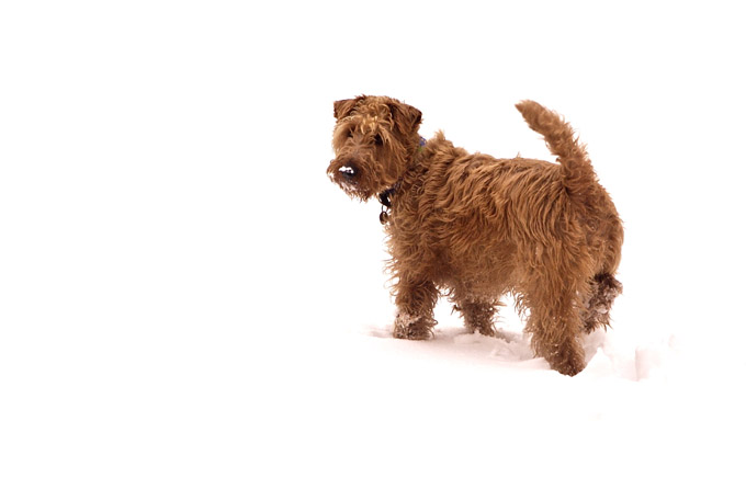 are irish terriers aggressive