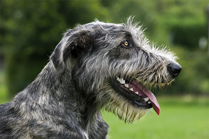Irish Wolfhound Dog Breed Picture