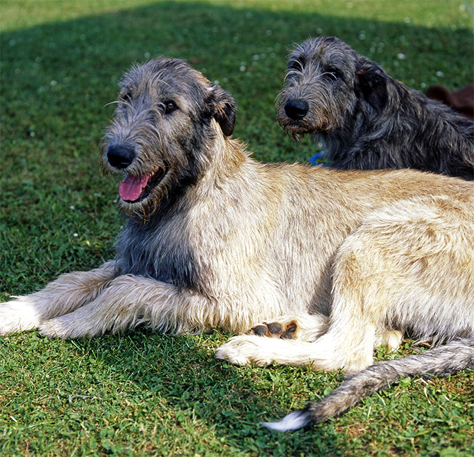 Irish Wolfhound Dog Breed Picture
