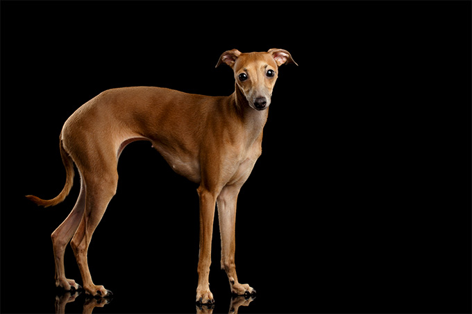 Italian Greyhound Dog Breed Information, Pictures, Characteristics ...