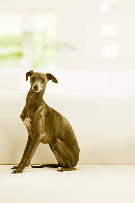 Italian Greyhound Dog Breed Information, Pictures, Characteristics ...