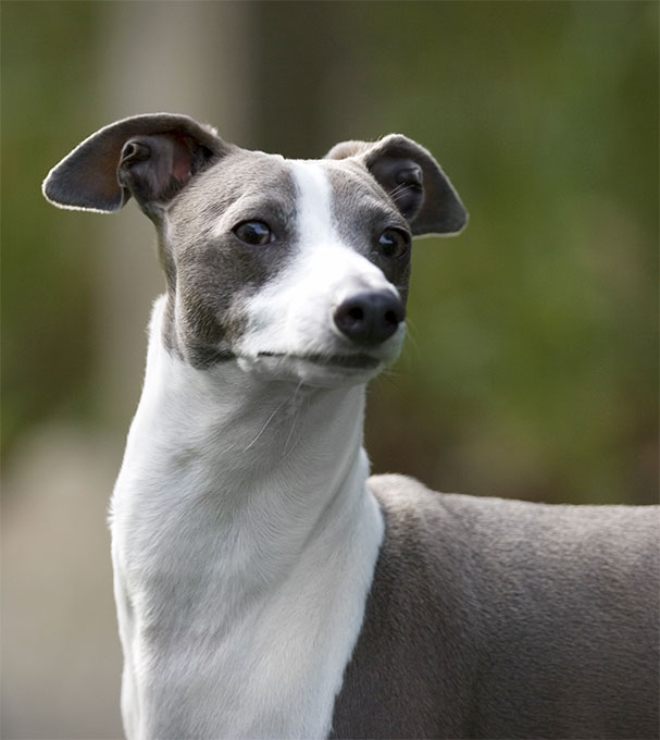 Italian Greyhound Dog Breed Information, Pictures, Characteristics