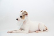 Chihuahua Jack Russell Terrier Mix Chihuahua Jack Russell Terrier Mix