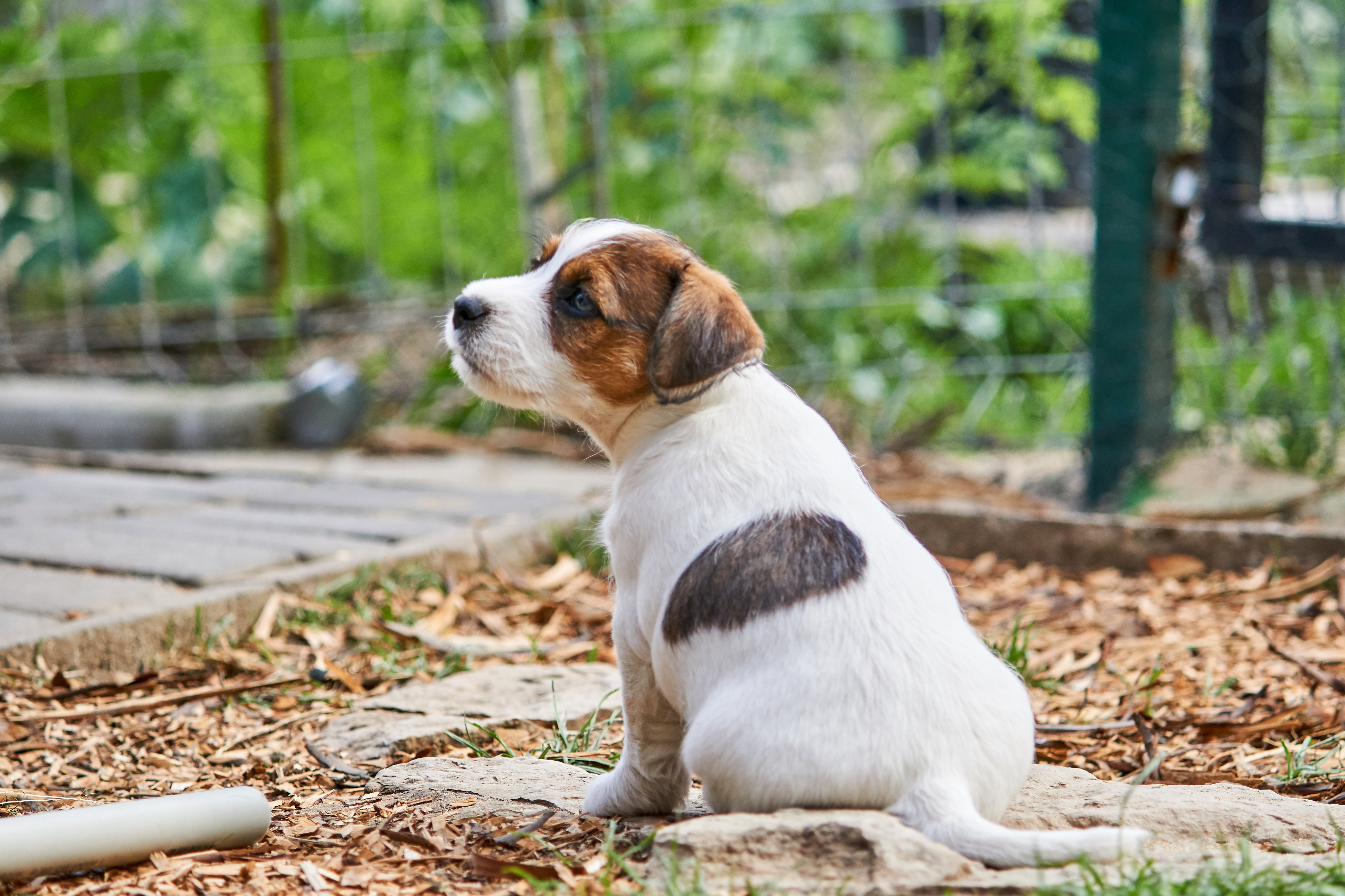 Pictures Of Jack Russell Terrier Puppies
