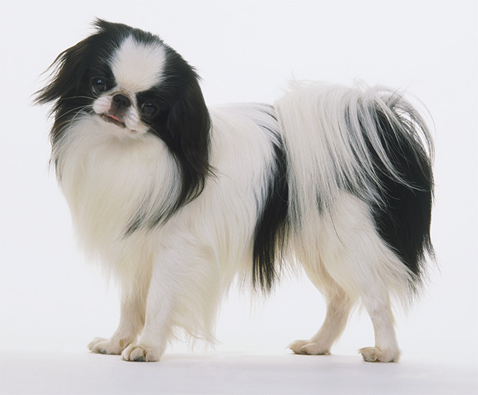 Japanese Chin Dog Breed Picture