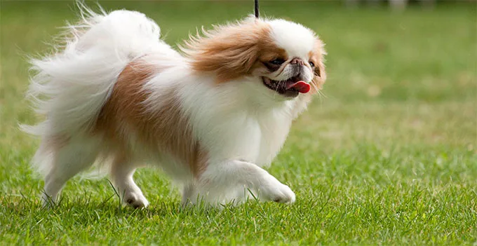Japanese Chin Dog Breed Picture