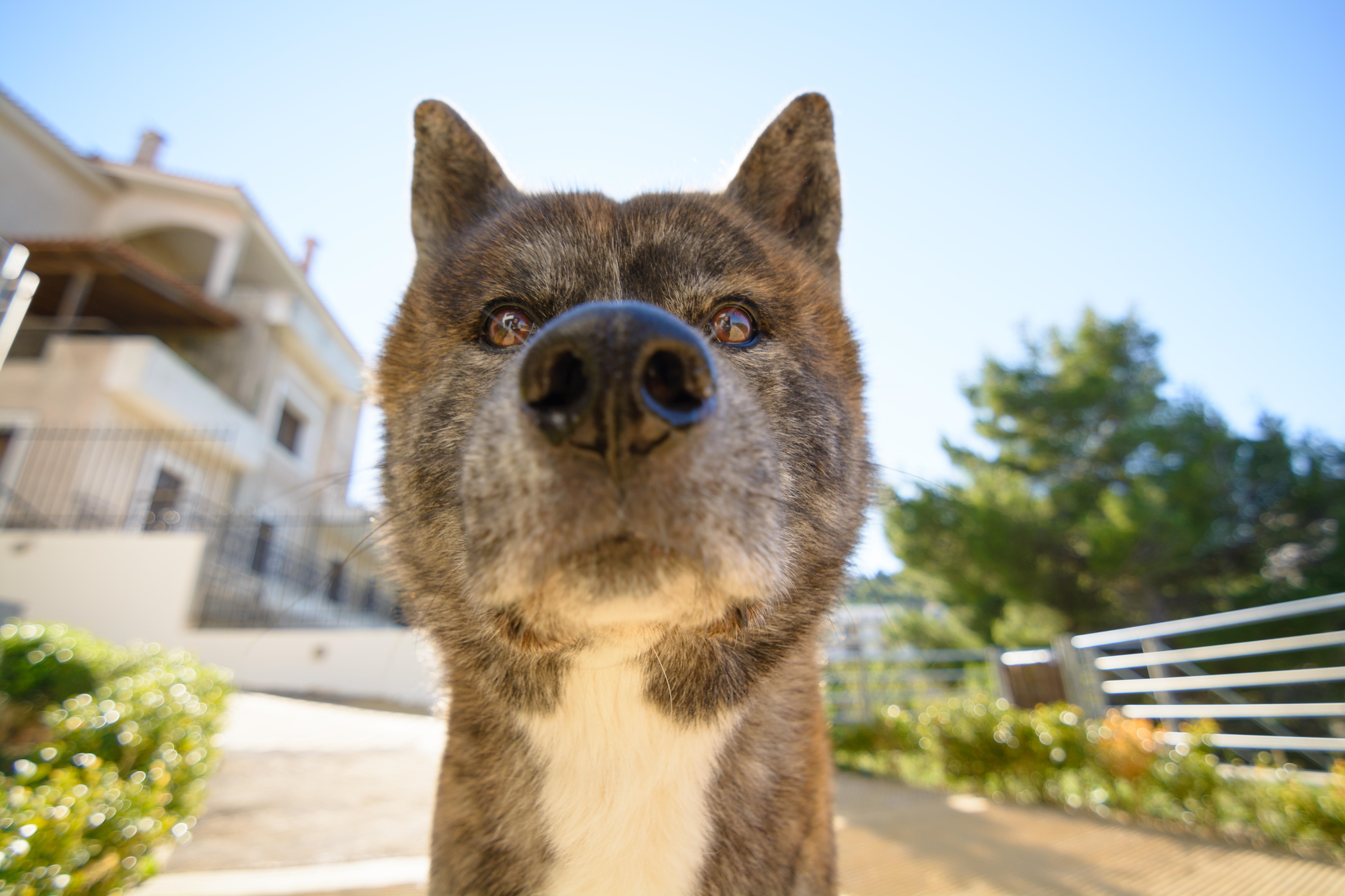 Tiger Dog Hybrid