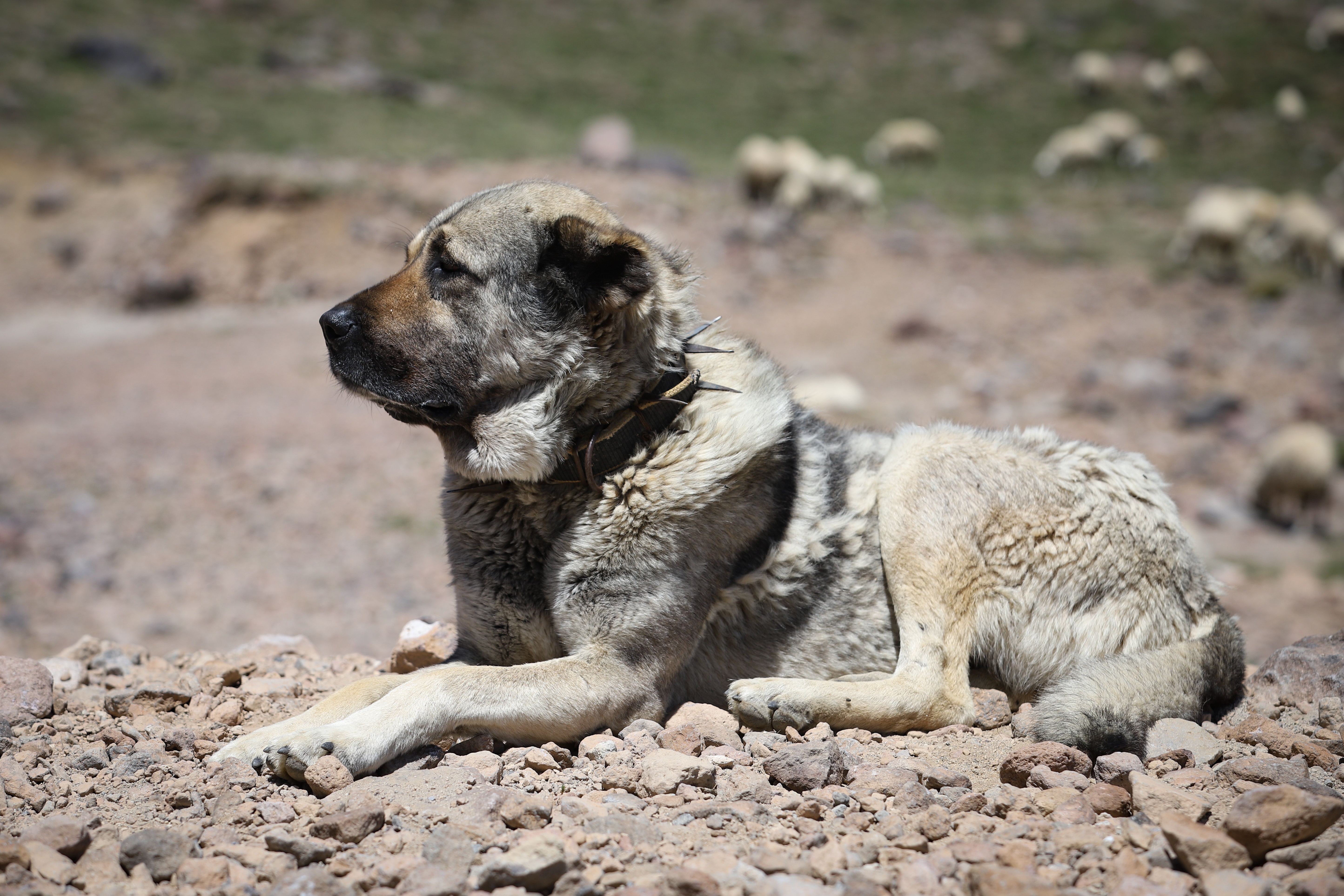 Kangal Shepherd Dog Breed Pictures