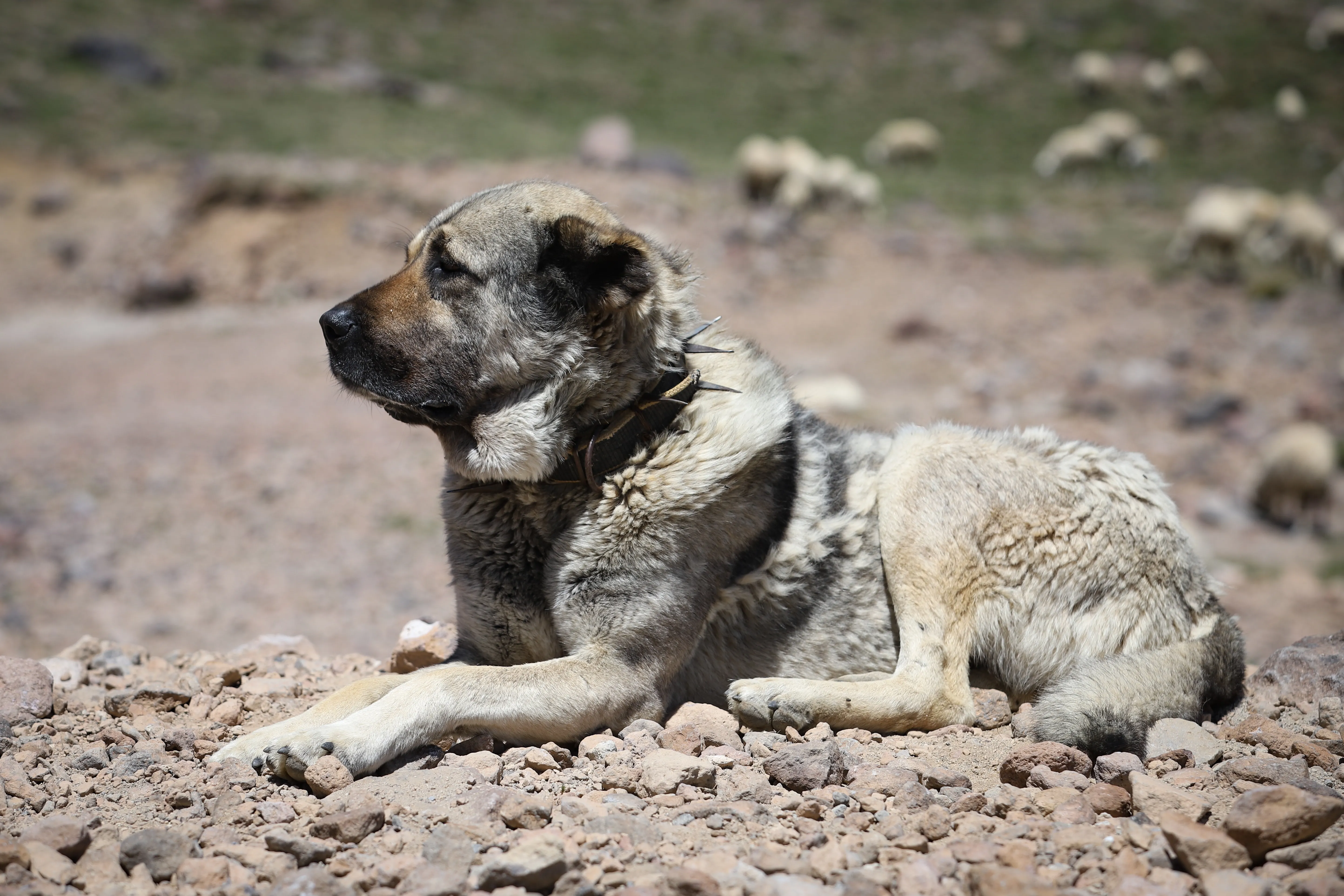 Kangal Shepherd Dog Breed Pictures, Characteristics, & Facts - DogTime