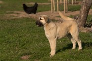 Kangal Shepherd Dog Breed Pictures Characteristics Facts DogTime