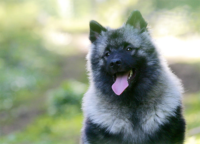 are keeshond noisy