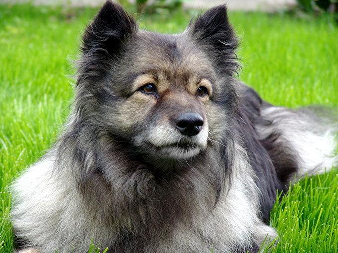 Keeshond Dog Breed Information, Pictures, Characteristics & Facts DogTime