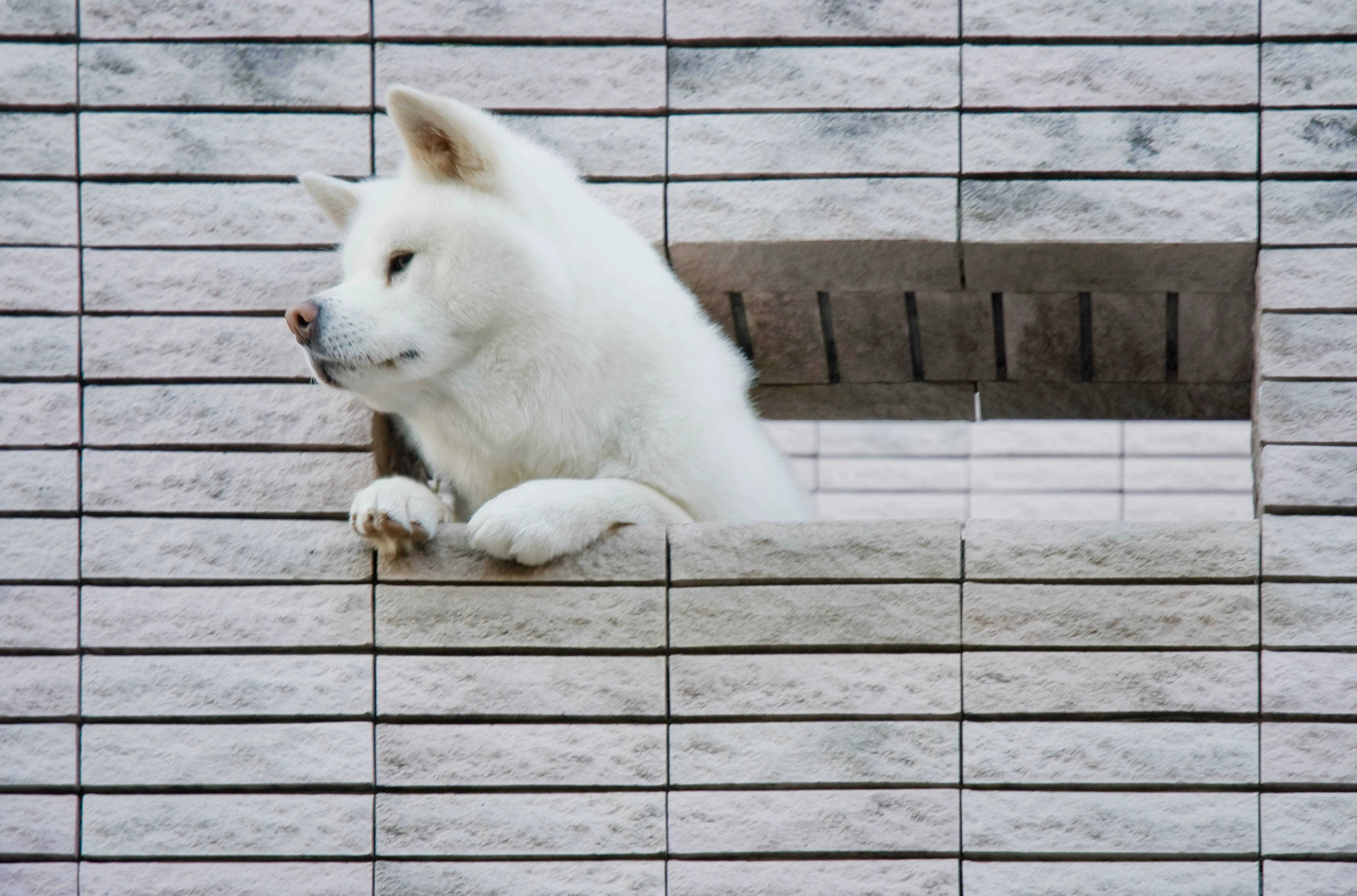 is the kishu a good breed of dog