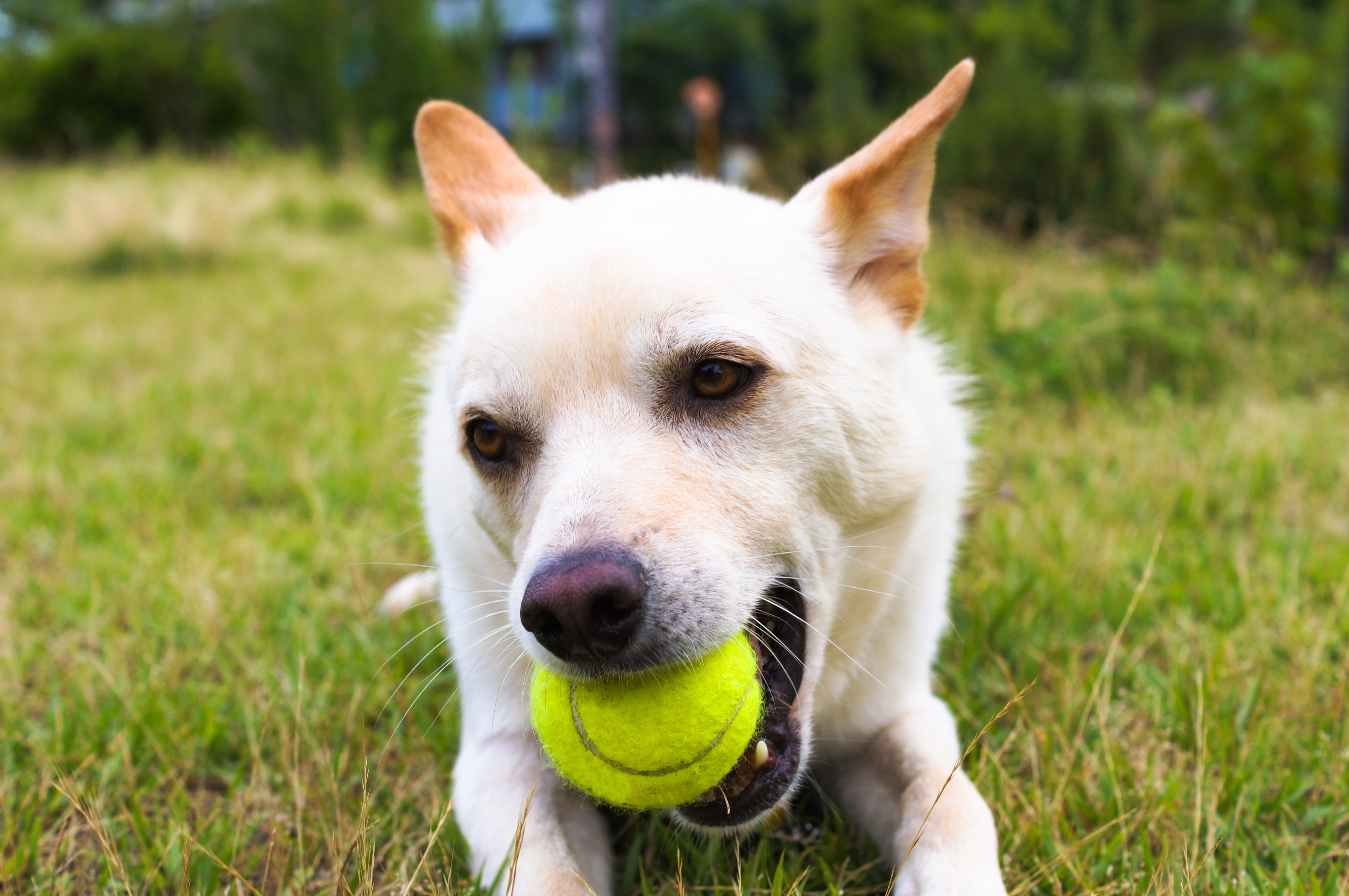 is the kishu a good breed of dog