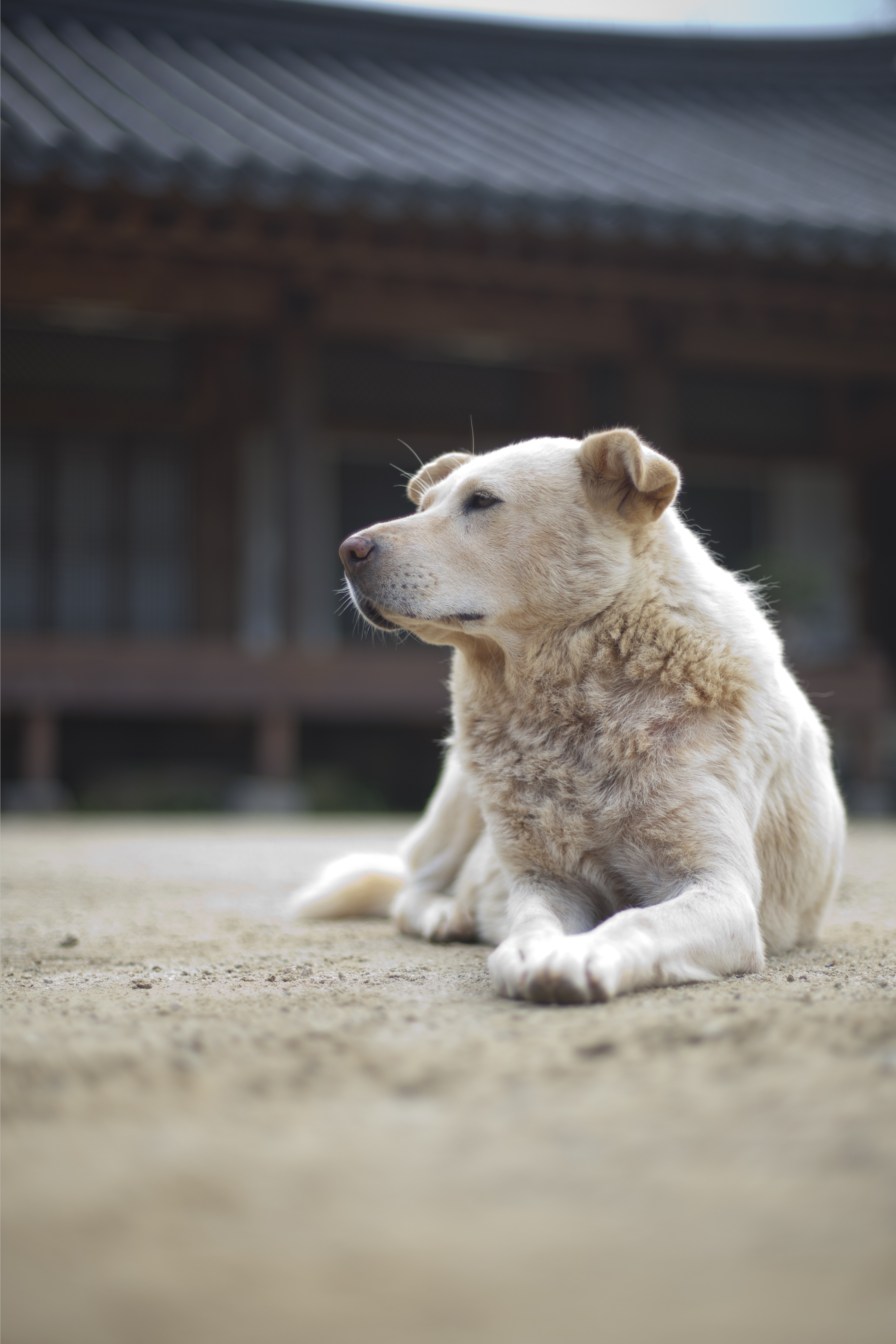 are bones easily digested by a jindo